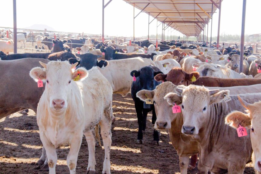Suspenden exportación de ganado de Sonora a Estados Unidos