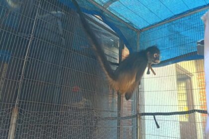 Las autoridades localizaron al ejemplar dentro de una jaula, en un espacio reducido y con presencia de olores desagradables