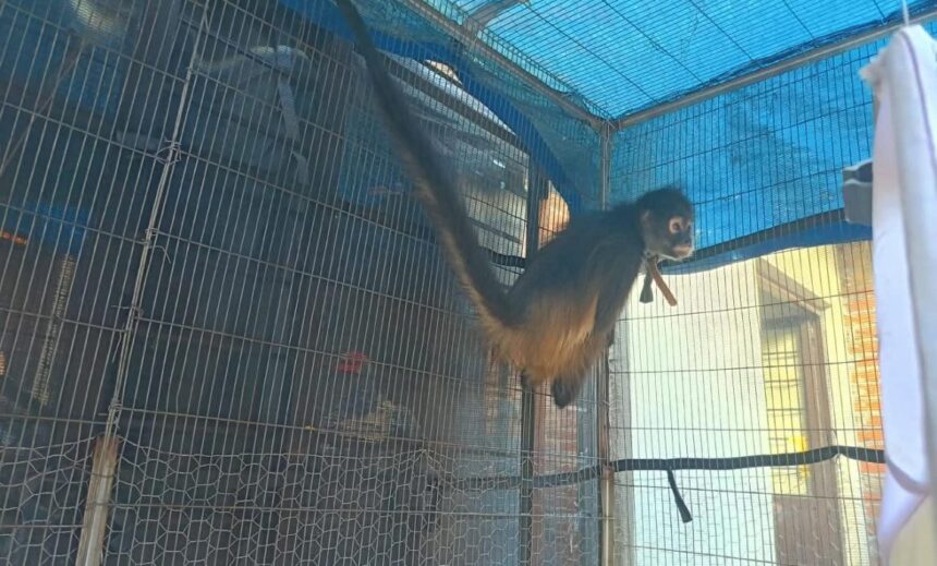 Las autoridades localizaron al ejemplar dentro de una jaula, en un espacio reducido y con presencia de olores desagradables