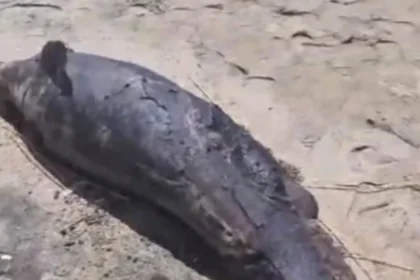 Aparentemente se trataba de un delfín nariz de botella