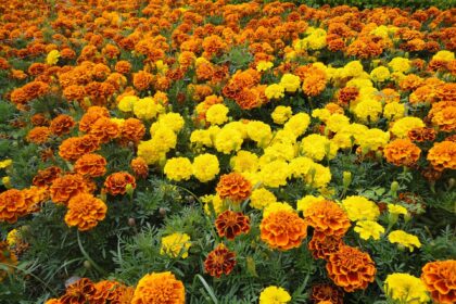 China arrasa el mercado comestible de la flor de Cempasúchitl