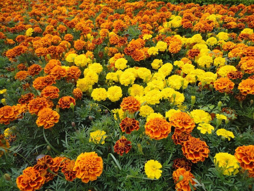 China arrasa el mercado comestible de la flor de Cempasúchitl